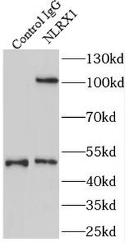 NLRX1 Antibody