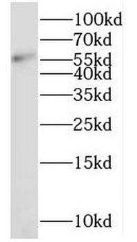 NMD3 Rabbit Polyclonal Antibody
