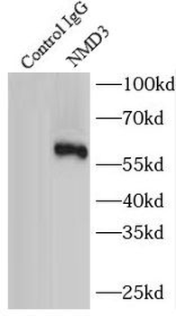 NMD3 Rabbit Polyclonal Antibody