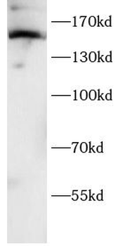 NOS1 Antibody
