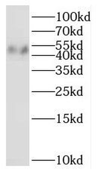 NOB1 Antibody