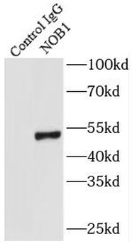 NOB1 Antibody