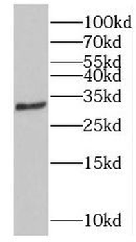 NOL3 Antibody