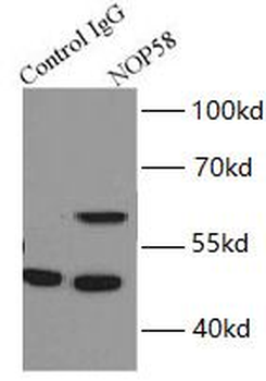 NOP58 Rabbit Polyclonal Antibody