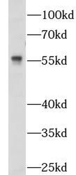 NOSTRIN Rabbit Polyclonal Antibody