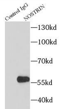 NOSTRIN Rabbit Polyclonal Antibody