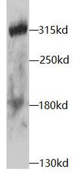 NOTCH1 Antibody