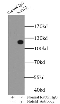 NOTCH1 Antibody