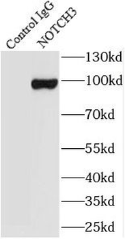 NOTCH3 Rabbit Polyclonal Antibody