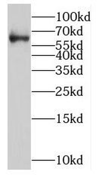 NOVA2 Antibody