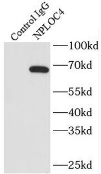 NPLOC4 Rabbit Polyclonal Antibody