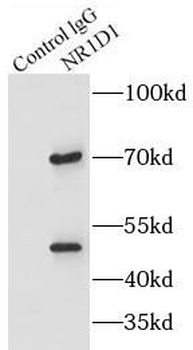 NR1D1 Rabbit Polyclonal Antibody