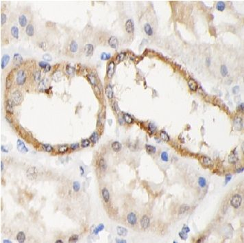NR1D1 Rabbit Polyclonal Antibody