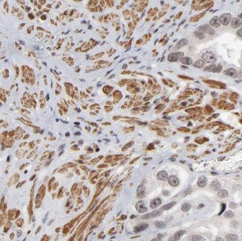 NR2C1 Rabbit Polyclonal Antibody
