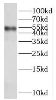 NR2F1 Antibody
