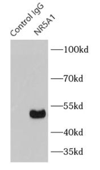 NR5A1 Rabbit Polyclonal Antibody