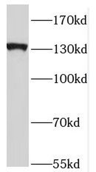 NRCAM Rabbit Polyclonal Antibody