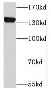 NRDC Rabbit Polyclonal Antibody