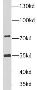 NRG1 Antibody