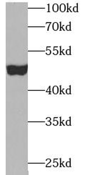 ENO2 Rabbit Polyclonal Antibody