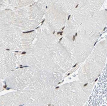 NUBP2 Antibody