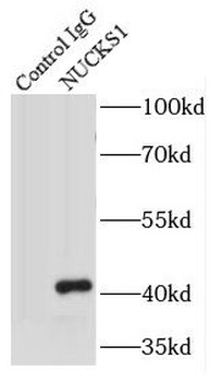 NUCKS1 Antibody