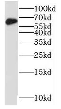 NUCB1 Rabbit Polyclonal Antibody