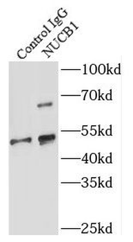 NUCB1 Rabbit Polyclonal Antibody