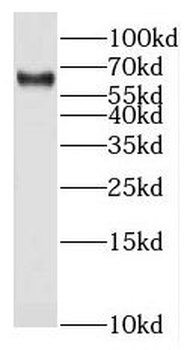NUCB1 Rabbit Polyclonal Antibody