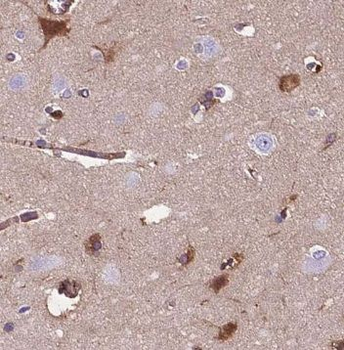 NUCB1 Rabbit Polyclonal Antibody