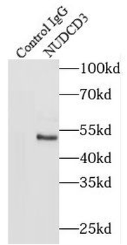 NUDCD3 Rabbit Polyclonal Antibody