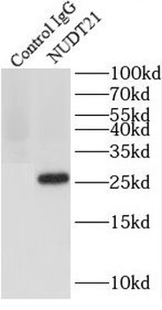 NUDT21 Antibody