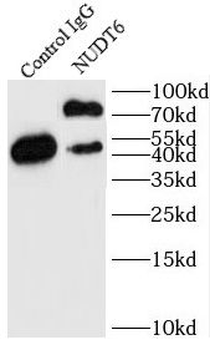 NUDT6 Antibody