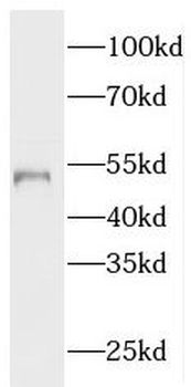 NUSAP1 Rabbit Polyclonal Antibody