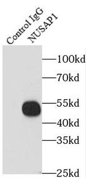 NUSAP1 Rabbit Polyclonal Antibody