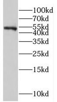 NXN Antibody