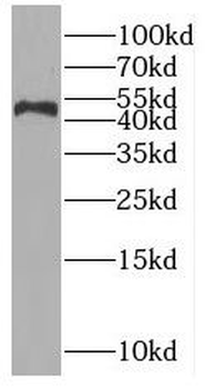 OAS1 Antibody