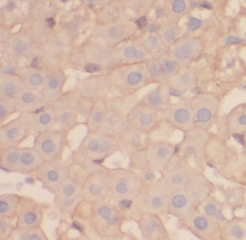 OAS1 Antibody