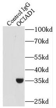 OCIAD1 Rabbit Polyclonal Antibody