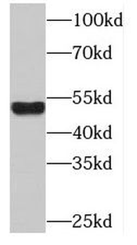 OLFM2 Antibody