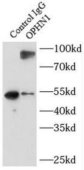 OPHN1 Rabbit Polyclonal Antibody