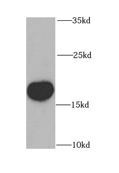 OPA3 Rabbit Polyclonal Antibody