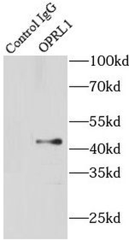 OPRL1 Rabbit Polyclonal Antibody