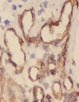 OPRL1 Rabbit Polyclonal Antibody