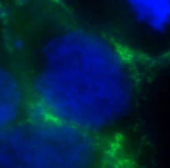 ORAI1 Rabbit Polyclonal Antibody