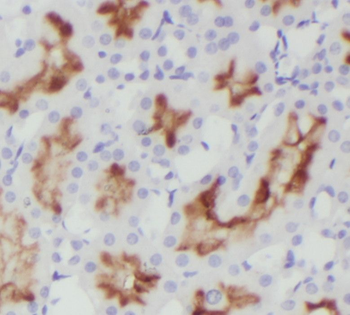 ORAI2 Rabbit Polyclonal Antibody