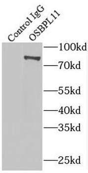 OSBPL11 Rabbit Polyclonal Antibody