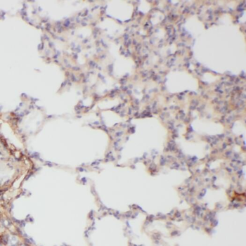 OGN Rabbit Polyclonal Antibody
