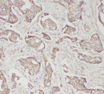 SPP1 Antibody