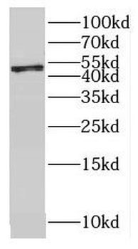 DPH1 Antibody